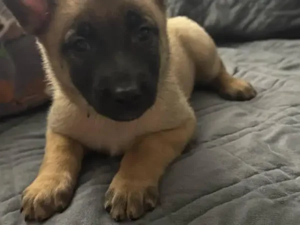 Belgian malamute puppy, Belgian mal puppies