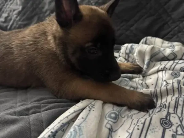 Milo - Image 2