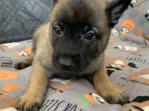 Belgian malinois puppy, Belgian malinois dog puppy