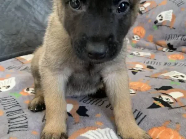 Belgian malinois puppy, Belgian malinois dog puppy