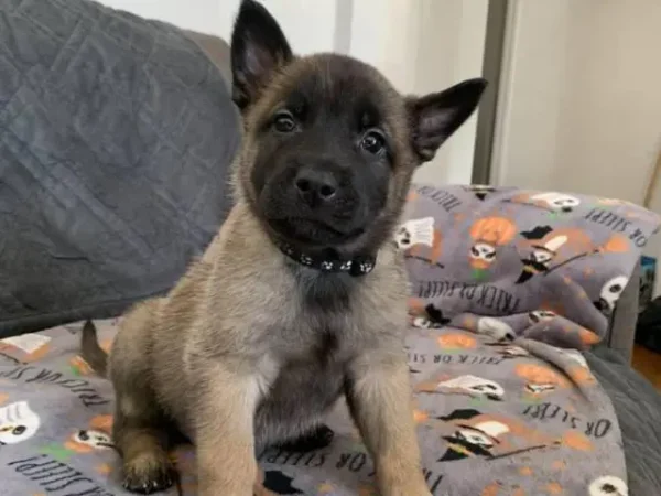 Belgian malinois puppy, Belgian malinois dog puppy