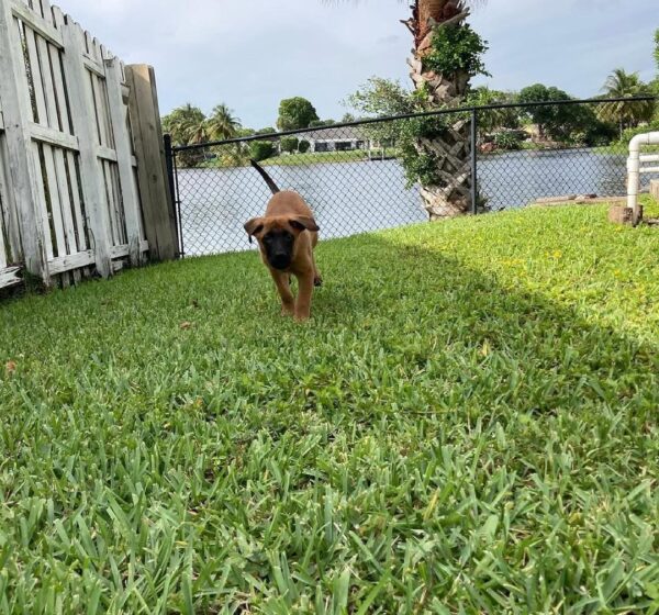 Malinois dog puppies, Belgian malinois dog puppy