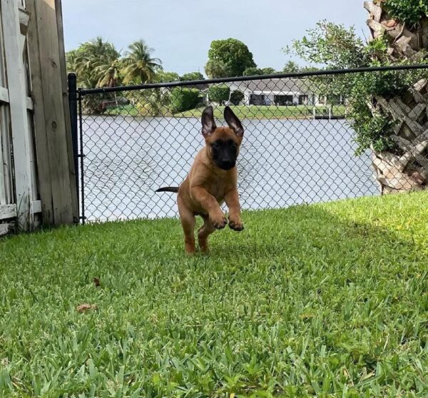 Malinois dog puppies, Belgian malinois dog puppy