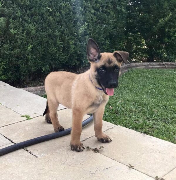 Malinois dog for sale, Pastor belga malinois for sale