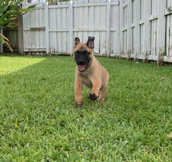 Malinois dog for sale, Pastor belga malinois for sale