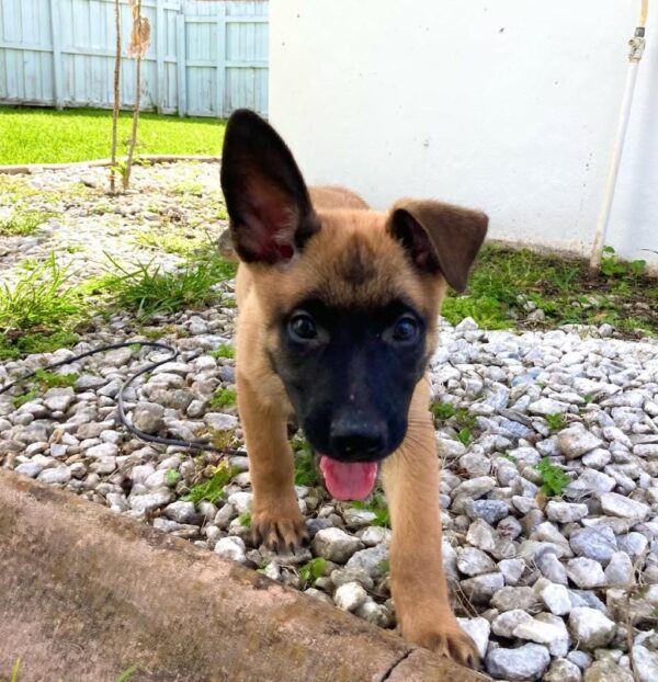 Malinois dog puppies, Belgian malinois dog puppy