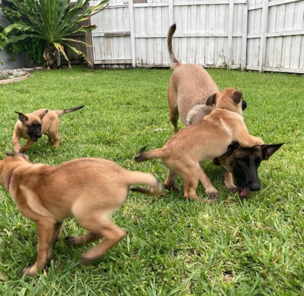 Belgian malinois for sale, Belgian malinois dogs for sale