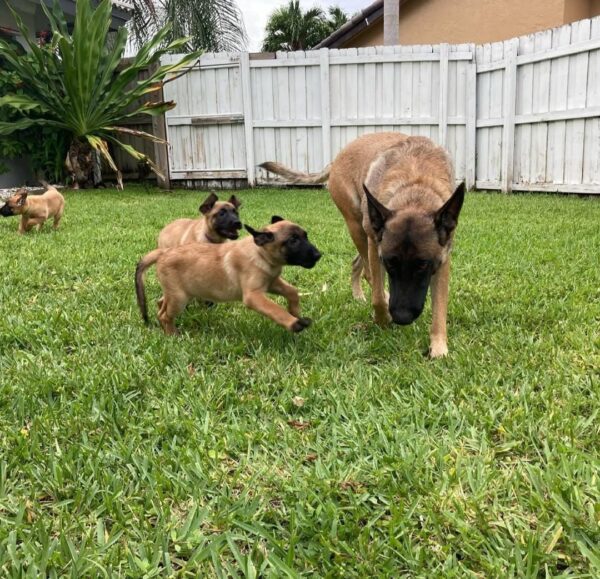 Belgian malinois for sale, Belgian malinois dogs for sale