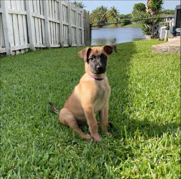 Belgian malinois for sale, Belgian malinois dogs for sale