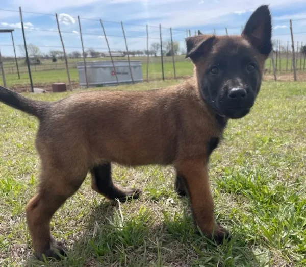 Belgian malinois puppy for sale, Belgian shepherd malinois for sale