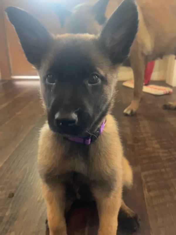 Malinois dog for sale, Belgian malamute dog