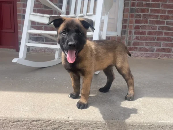 Malinois dog for sale, Belgian malamute dog