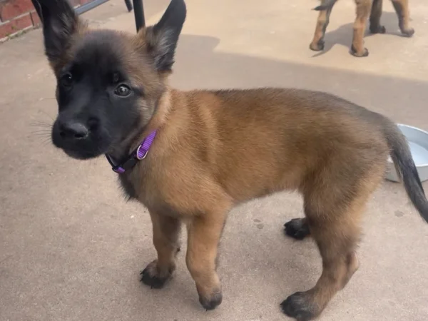 Malinois dog for sale, Belgian malamute dog